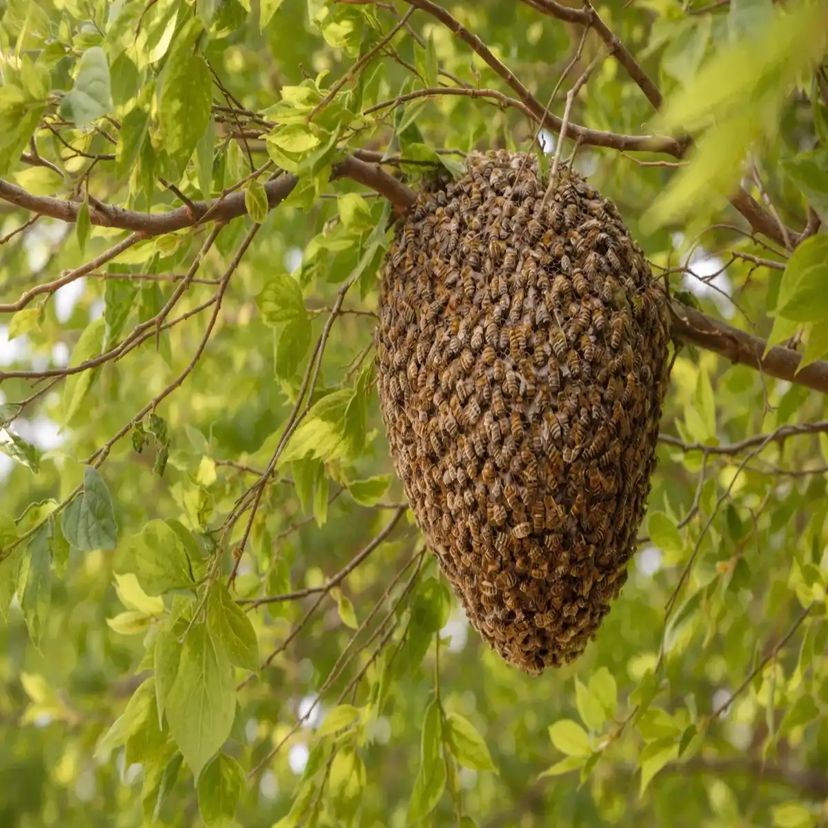 Wild Small Bee Mountain Honey – Pure Raw Mountain Honey