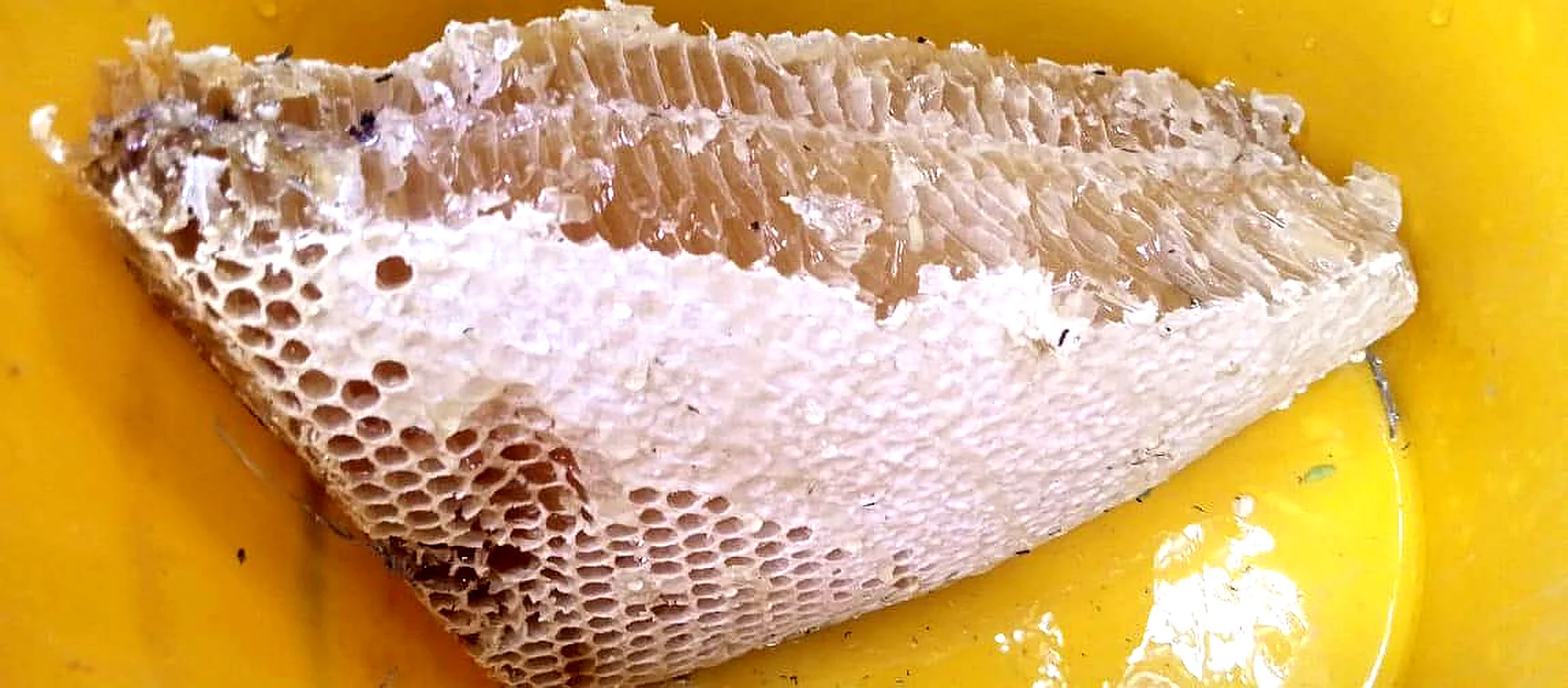 Palosa Small Bee Honey – Premium Bees