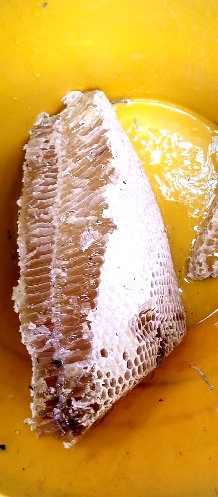 Sidr Large Bee Honey – Premium Bees